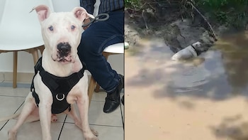 Nemo aún está e busca