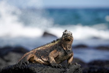 FILE PHOTO: A marine iguana