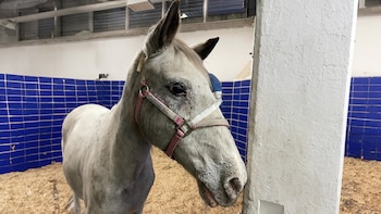 La asociación Animales Libres AC