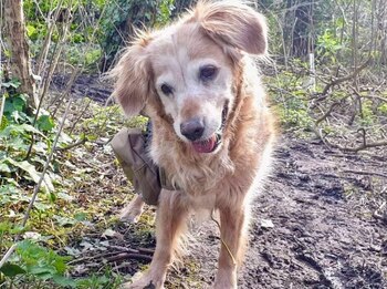 Los participantes pueden recoger las