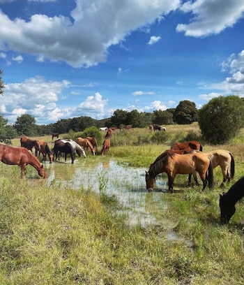 Cortesía: Multifoquerp