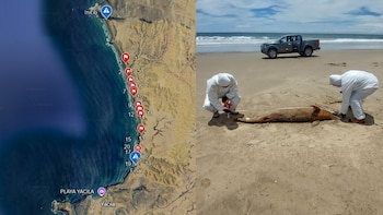 Hallan 18 delfines, un lobo