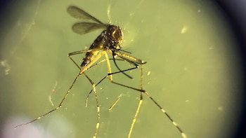 El Salvador registra la cuarta muerte por dengue en 2026 y suma 64 casos confirmados