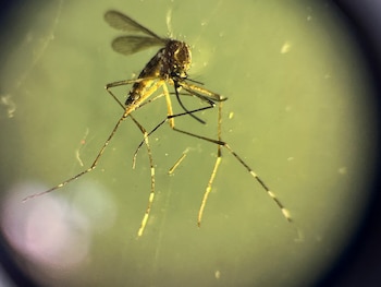 El país acumuló 6,182 consultas por sospecha clínica de dengue hasta la semana epidemiológica 41. (REUTERS/José Cabezas)