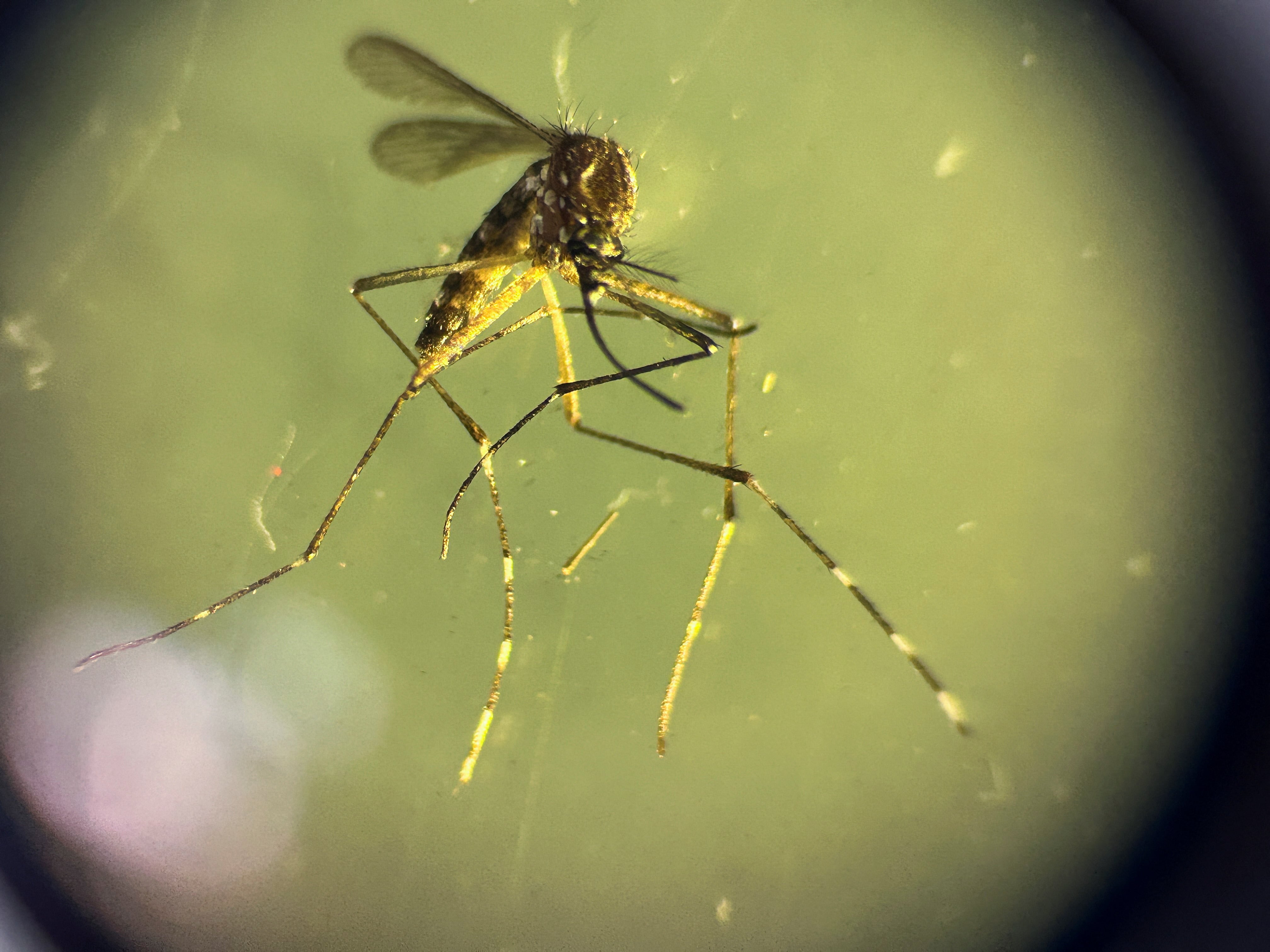 El país acumuló 6,182 consultas por sospecha clínica de dengue hasta la semana epidemiológica 41. (REUTERS/José Cabezas)