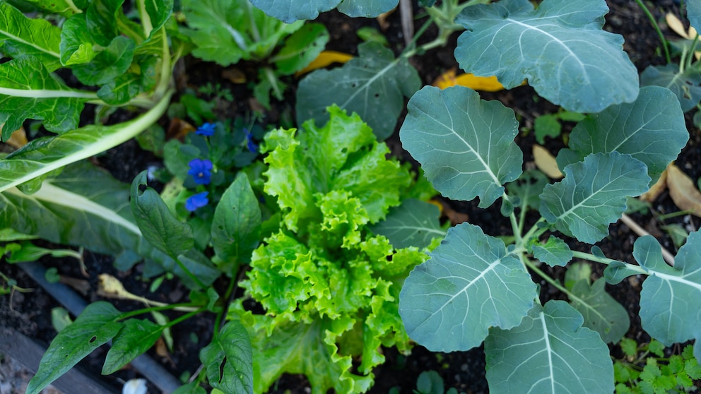 huerta