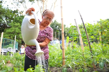El proyecto de huerto comunitario integra a más de 30 familias y fomenta la producción agropecuaria en el centro de El Salvador. (Cortesía: Dirección de Reconstrucción Del Tejido Social)