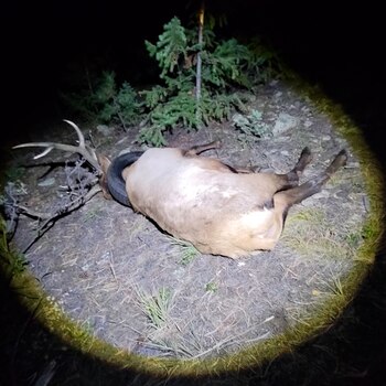 El alce tumbado en el