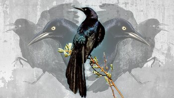 Tlatoani Ahuítzol fue el que