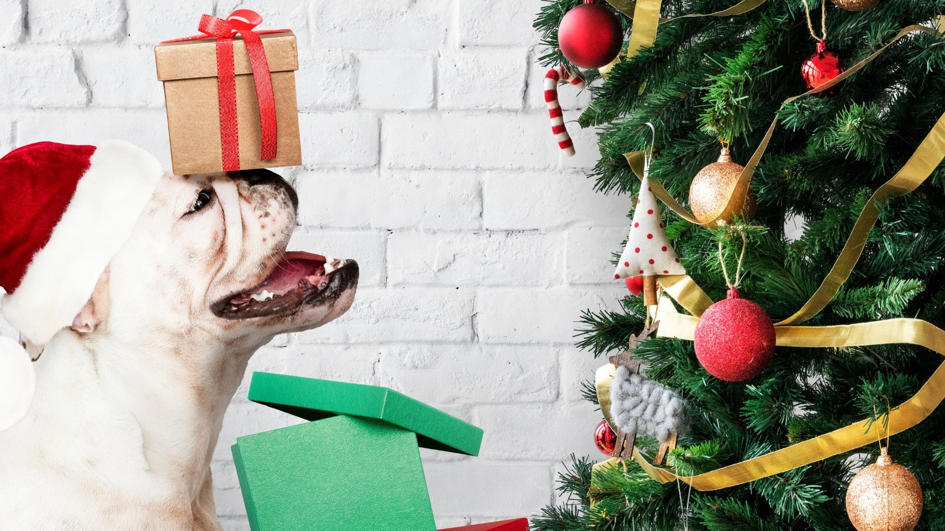 El acompañamiento de animales de compañía contribuye a mantener rutinas saludables y favorece la estabilidad anímica en épocas de alta carga emocional / Freepick