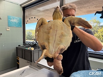 La tortuga Atenas en el área clínica del CRAM. (CRAM)