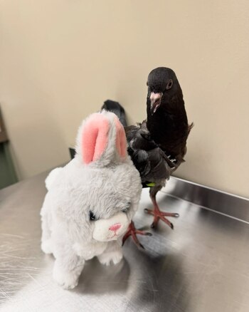 La paloma un mes después