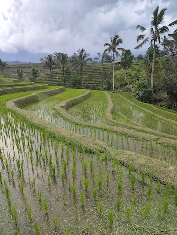 Vista de terrazas de arroz verdes y escalonadas llenas de agua, con brotes de arroz, bajo un cielo nublado. Palmeras y vegetación frondosa se ven al fondo