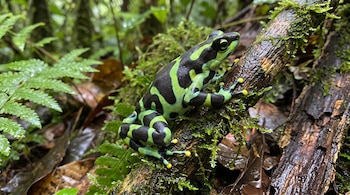 Rana con patrón de piel verde brillante y negro, patas con dedos de puntas amarillas, posada sobre un tronco con musgo en un bosque.
