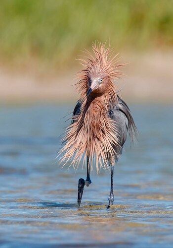 'Covid hair' - Gail Bisson