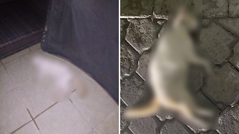 Vecinos están siendo asesorados por