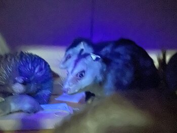 El trabajo publicado en Royal