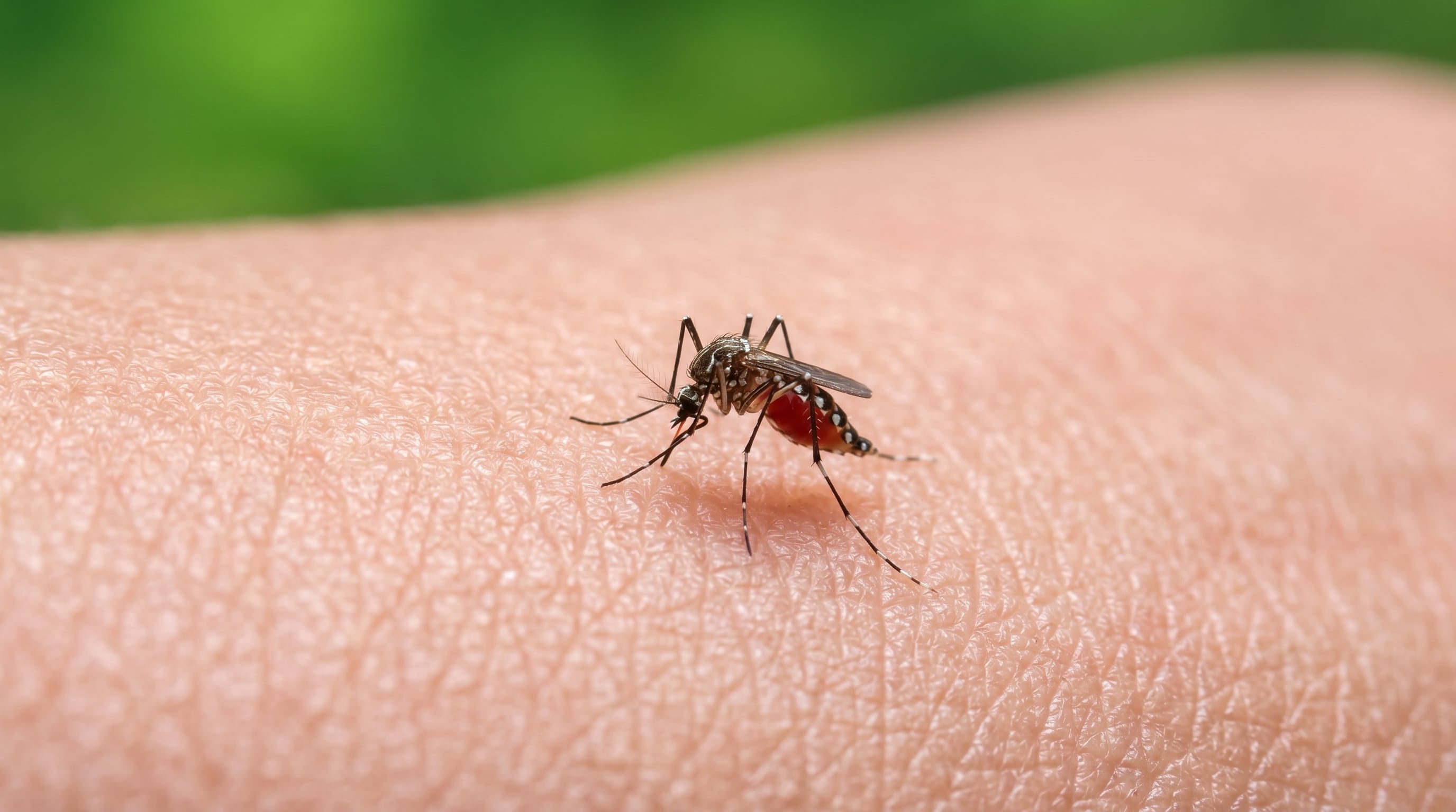 Un experimento de laboratorio con unas 30 hembras de Aedes aegypti halló que, al asociar el olor del repelente con alimento, reducen su evitación (Imagen Ilustrativa Infobae)