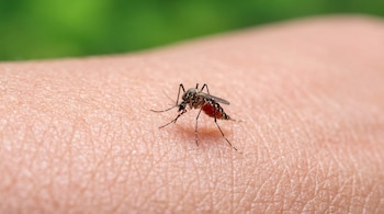 Primer plano de un mosquito con el abdomen rojo de sangre, posado sobre piel humana clara con textura visible. El fondo es un desenfoque verde.