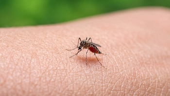 La ciencia explica cómo nos encuentran los mosquitos y por qué no nos pican a todos igual