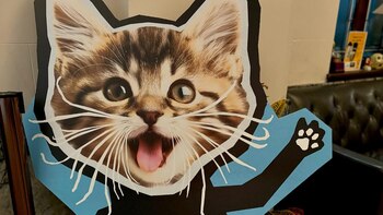 El festival de cine presenta