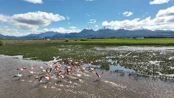 Flamencos rosados en Trevelin