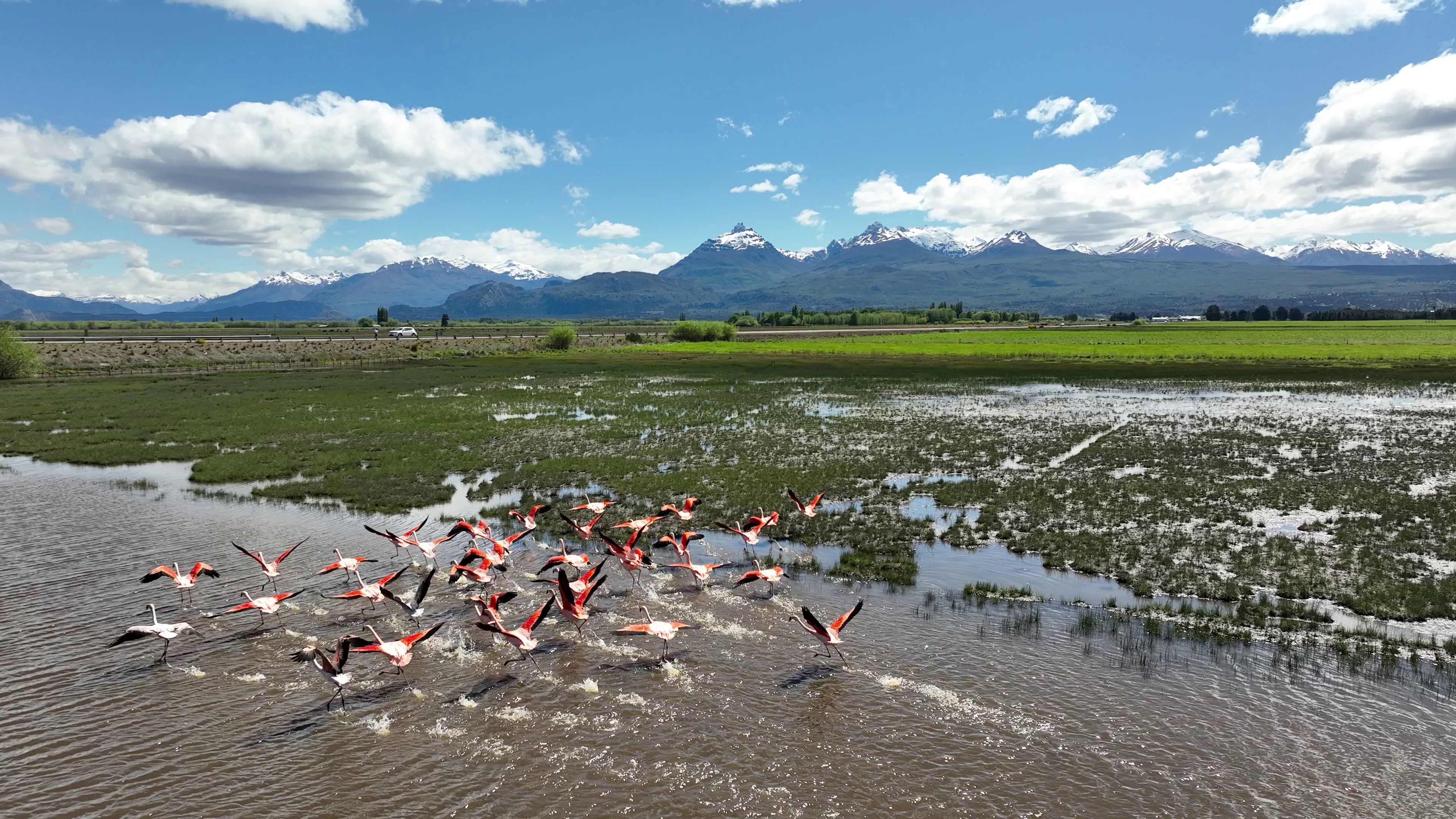 Flamencos rosados en Trevelin (Gentileza Patagonia Desarrolla)