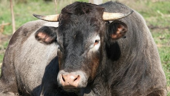 Buscan prohibir las corridas de toros y peleas de gallos en Perú: La propuesta del Congreso