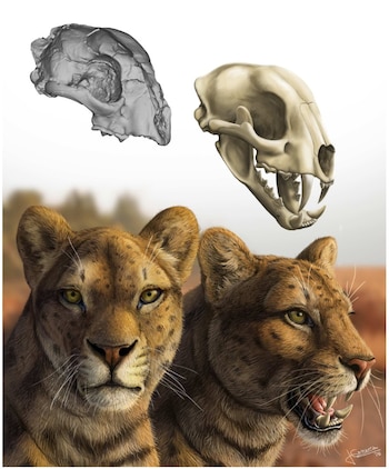 El hallazgo de Adelphailurus kansensis revela mayor diversidad entre felinos dientes de sable (Universidad de California - Berkeley)