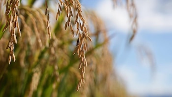La baja calidad del grano limita la competitividad del arroz hondureño frente a las importaciones