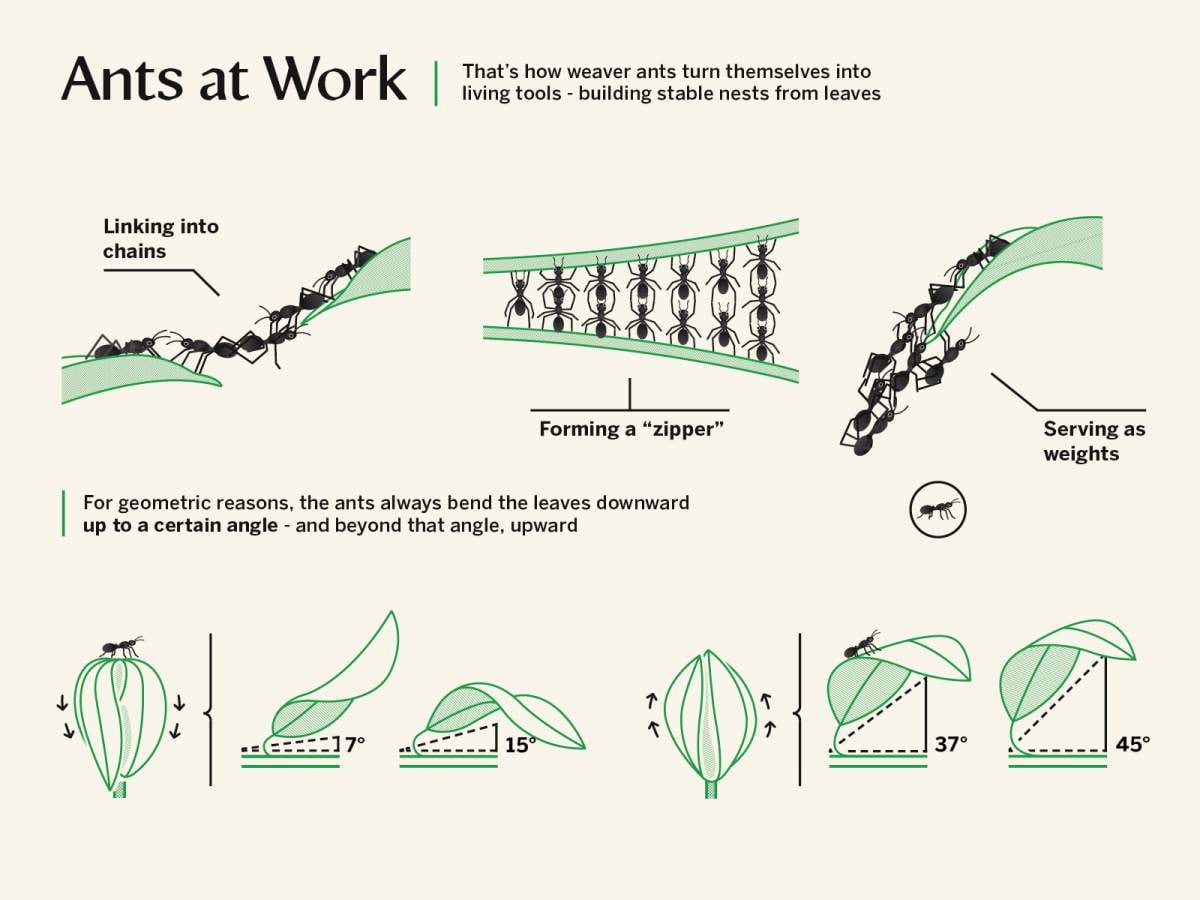 Una hormiga tejedora reina puede poner hasta medio millón de huevos en 3 meses, lo que equivale a aproximadamente 5.000 por día