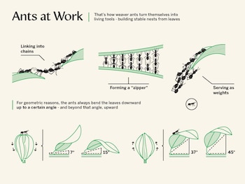 Una hormiga tejedora reina puede poner hasta medio millón de huevos en 3 meses, lo que equivale a aproximadamente 5.000 por día