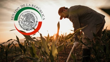 Senado analiza reforma para mejorar