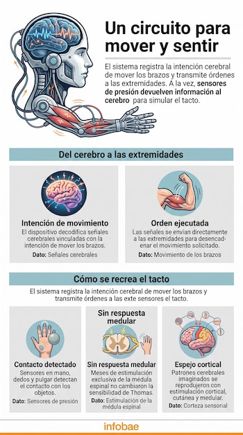 Infografía con la ilustración de una cabeza y un brazo mecánico, esquemas del cerebro, un músculo, una mano y recuadros explicativos con texto.