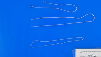 Los científicos descubrieron que el