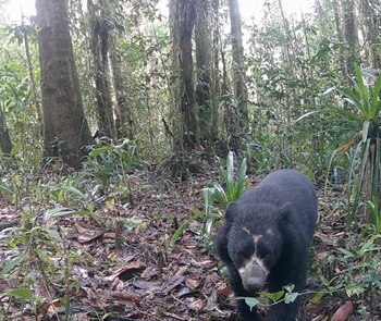 Un innovador proyecto de conservación