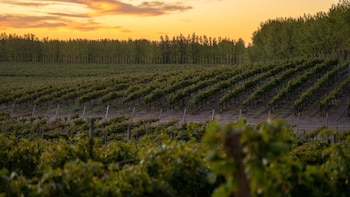 La versatilidad de un varietal: cómo el Malbec patagónico encontró nuevos espacios en la mesa