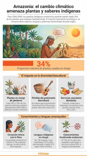 Infografía sobre el impacto del cambio climático en la Amazonia, con persona indígena, selva, tierra seca, y gráficos de riesgo en plantas, cultura y lenguas.