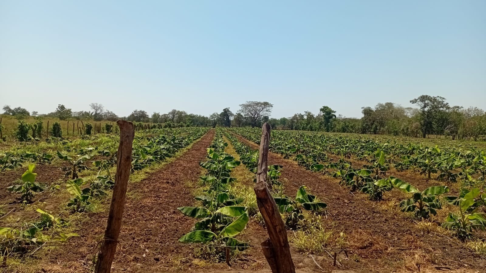 El campo salvadoreño ha mostrado una reducción sostenida en la producción agrícola durante los últimos años, afectando principalmente a maíz, frijoles, arroz y maicillo. (Foto cortesía Ministerio de Agricultura y Ganadería)