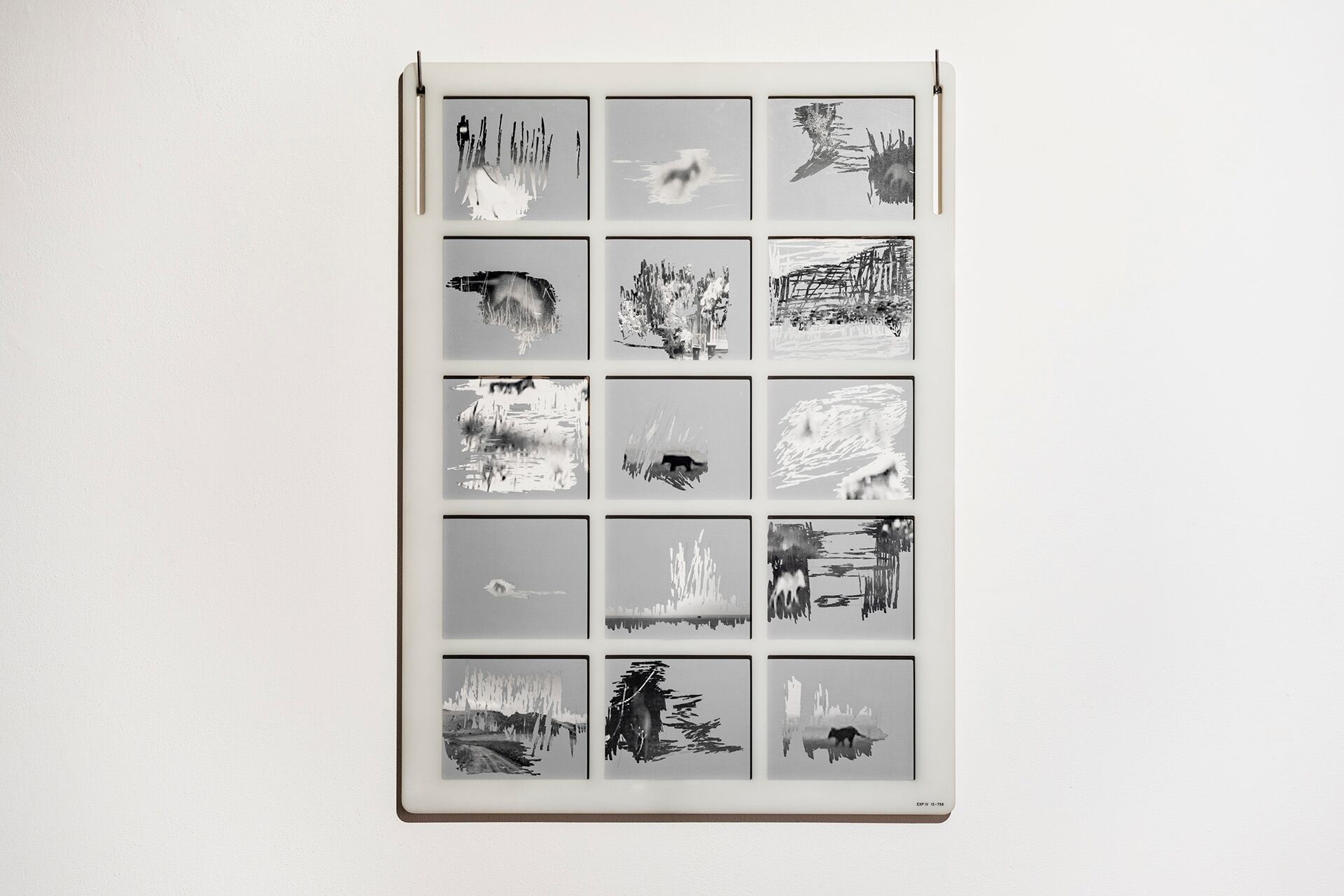 Michela De Mattei y la búsqueda del Tilacino extinguido en Tanzania