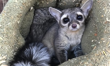 cacomixtle