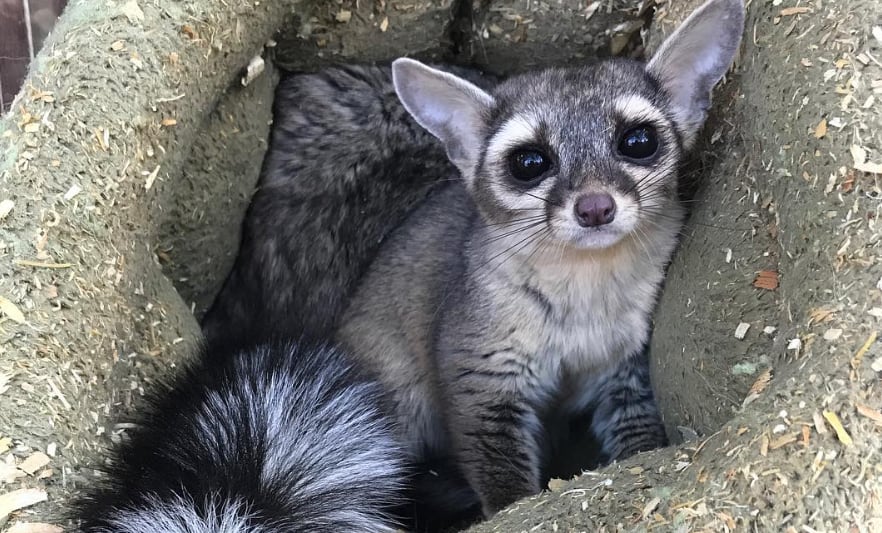 El cacomixtle, mamífero nocturno de cola anillada, demuestra una notable adaptación a la Ciudad de México según investigadores de la UNAM.(IG: @crittergal)