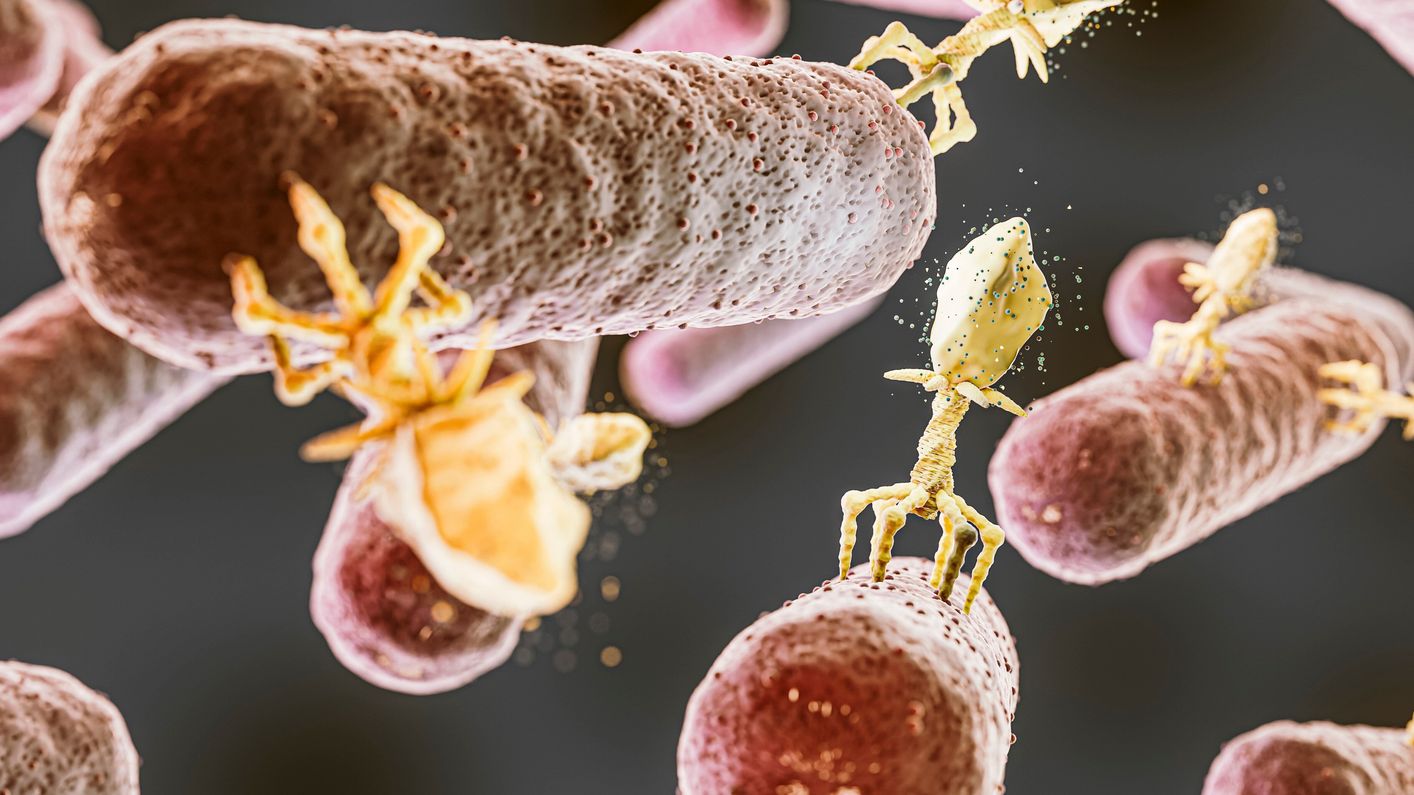 Candida albicans es un hongo presente en la microbiota intestinal y vaginal que puede causar candidiasis si se altera el equilibrio (Freepik)
