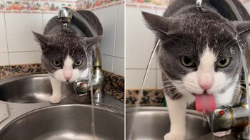 La cuenta @sofiaamr_ compartió el