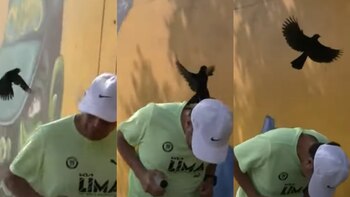 Un aparente cuervo 'ataca' a