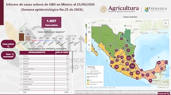 Monitoreo del gusano barrenador en México.