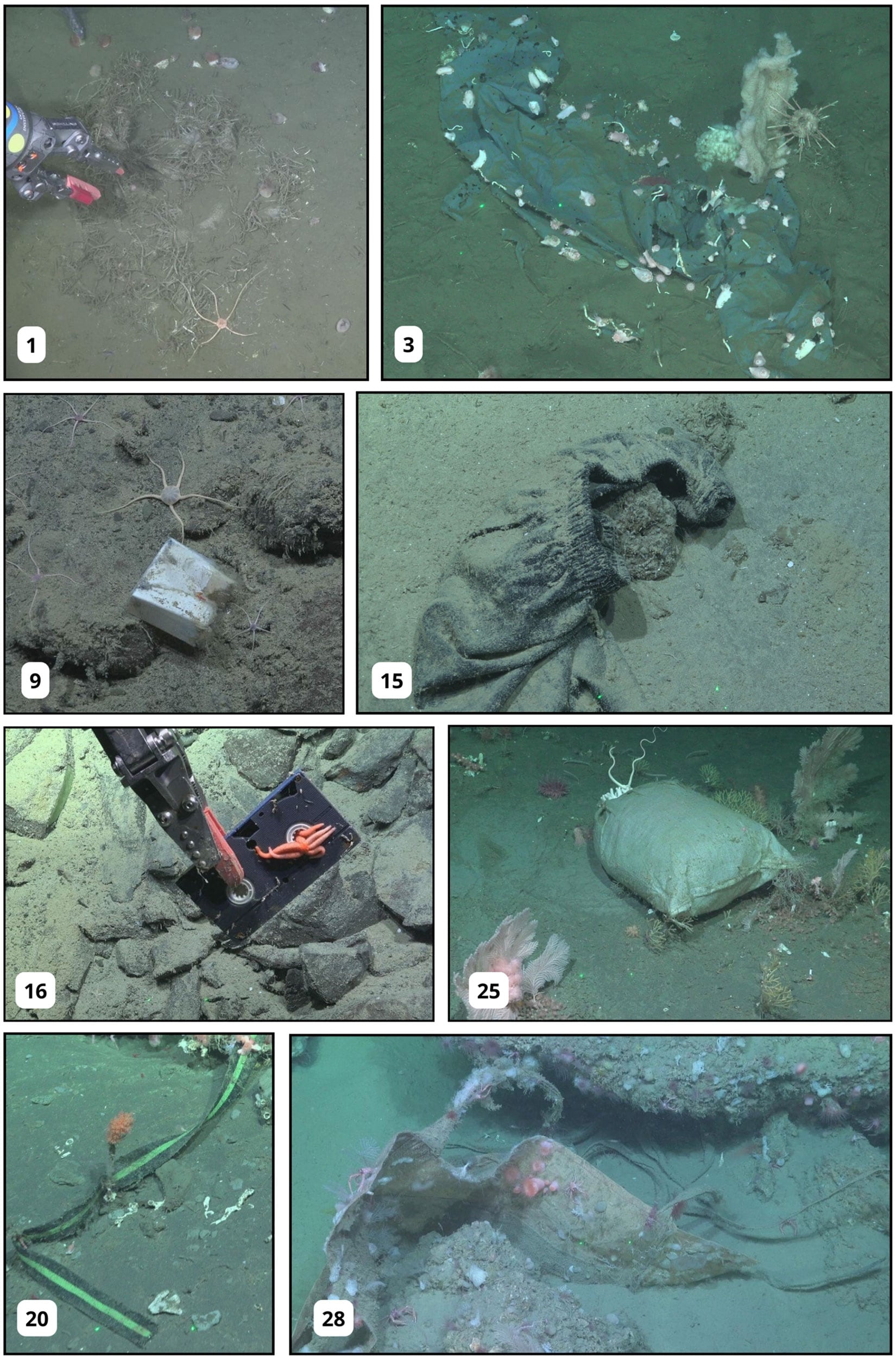 Los científicos registraron 29 objetos de basura en 9 de las 17 inmersiones y expresaron los resultados por kilómetro recorrido para compararlos con otros estudios (Frontiers in Marine Science)