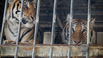 Rescatan seis tigres en Alemania que una exdomadora de circos mantenía en una finca particular: serán trasladados a España
