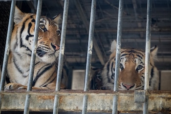 Dos de los tigres rescatados en Alemania. (AAP Primadomus)