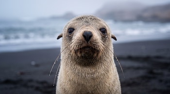 Primer plano de la cara de un lobo marino del Cabo con gotas de agua en los bigotes sobre una playa de arena negra.